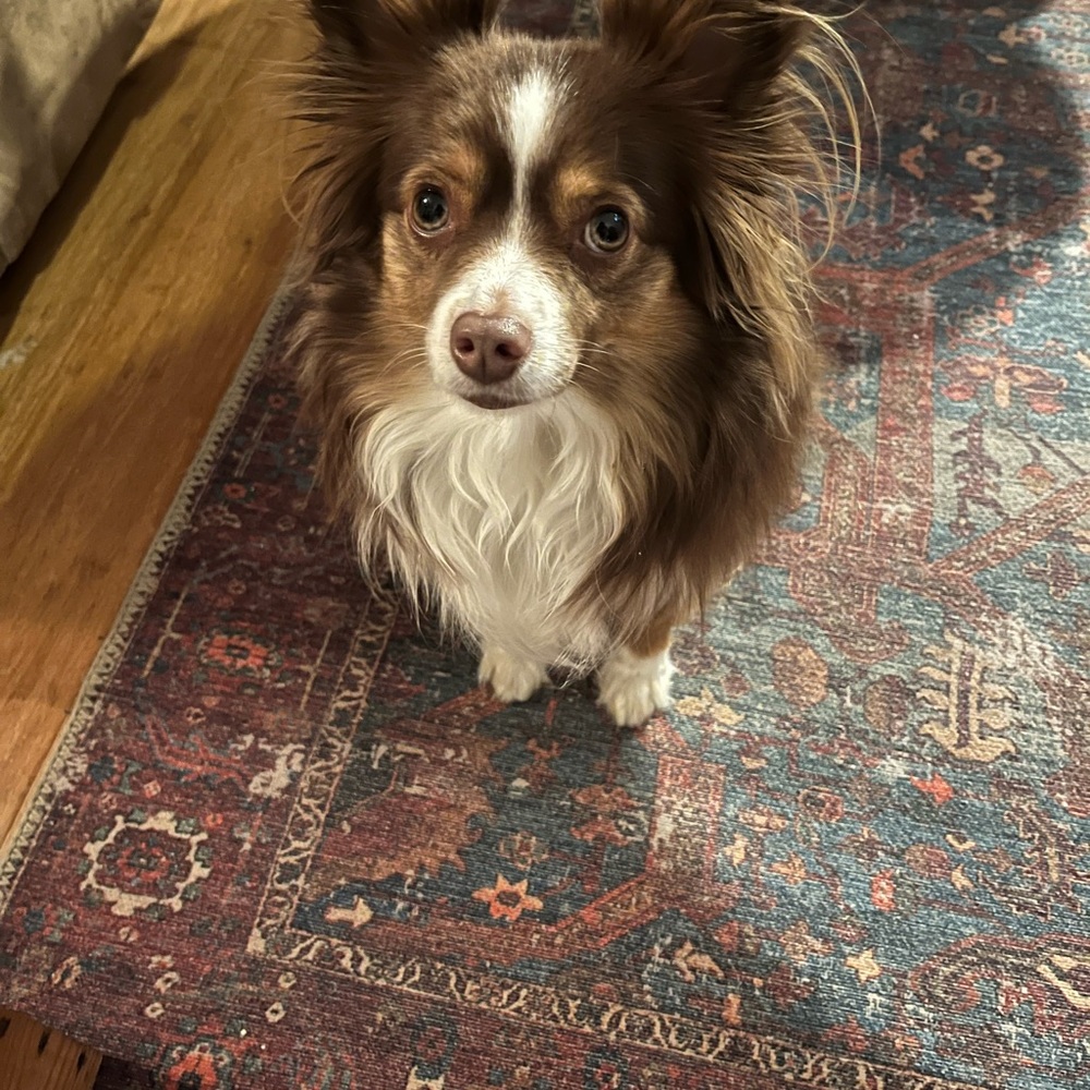 Meet your Posher, Gray